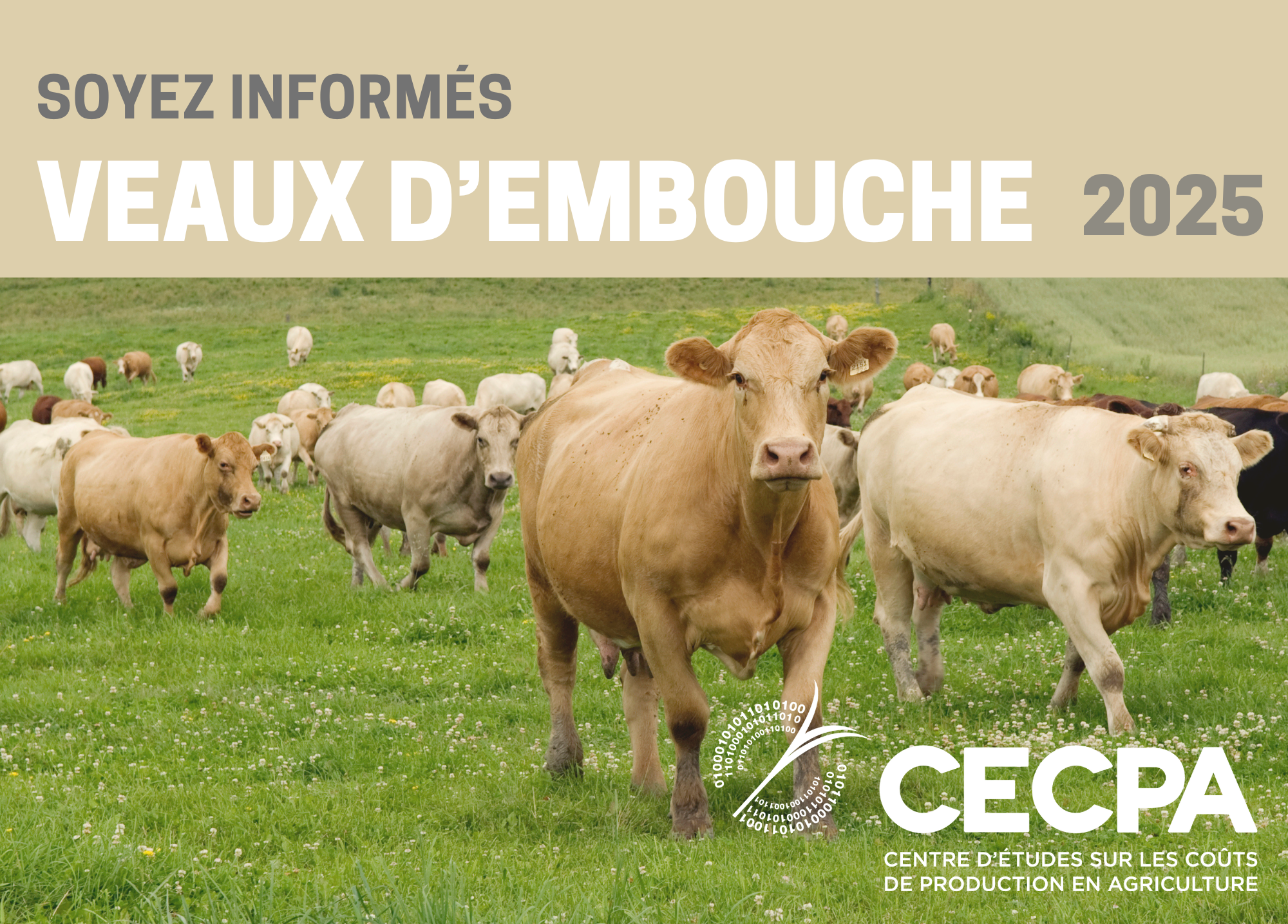 étude : Soyez informés - Veaux d'embouche 2025